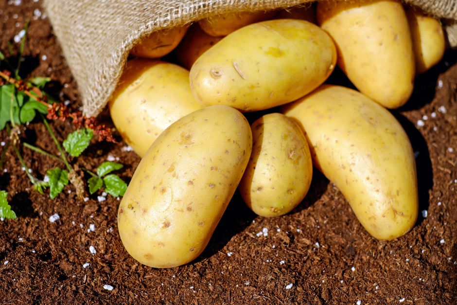 Quelle pomme de terre choisir pour un gratin réussi ?